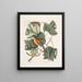 Arbor Tulipifera De Tulpenboom Icterus L'Oiseau de Baltimore - Mark Catesby — ingelijst kunstwerk aan de muur