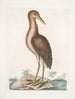Ardea stellaris De Blauwborst - Mark Catesby — weergave van het kunstwerk