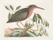 La petite butor étoilé - Mark Catesby — weergave van het kunstwerk