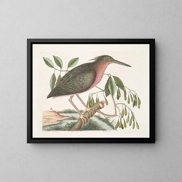 La petite butor étoilé - Mark Catesby — ingelijst kunstwerk aan de muur
