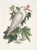 Ardea alba Le petit héron blanc Ketmia c - Mark Catesby — weergave van het kunstwerk