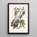 Ardea alba Le petit héron blanc Ketmia c - Mark Catesby — ingelijst kunstwerk aan de muur