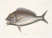 Le Porgy Aurata - Mark Catesby — weergave van het kunstwerk