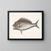 Le Porgy Aurata - Mark Catesby — ingelijst kunstwerk aan de muur