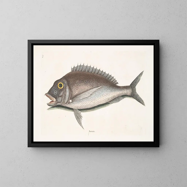 Le Porgy Aurata - Mark Catesby — ingelijst kunstwerk aan de muur