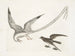 L'oiseau des tempêtes - Mark Catesby — weergave van het kunstwerk