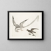 L'oiseau des tempêtes - Mark Catesby — ingelijst kunstwerk aan de muur