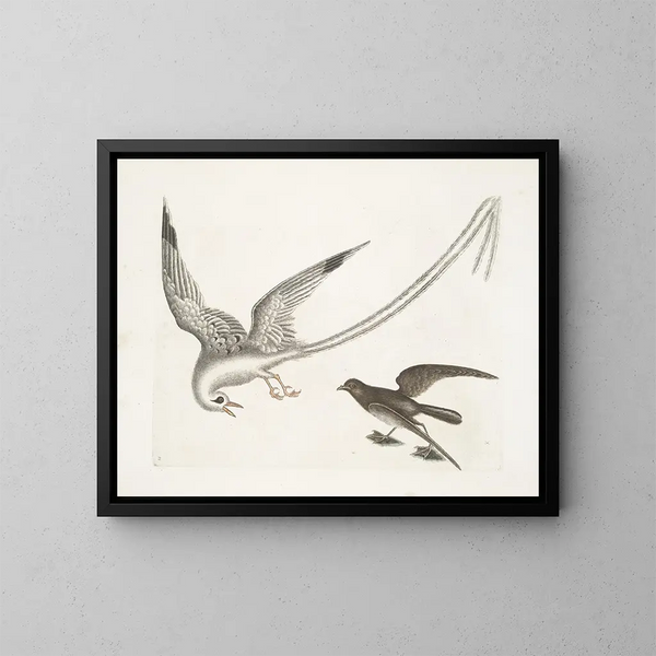 L'oiseau des tempêtes - Mark Catesby — ingelijst kunstwerk aan de muur