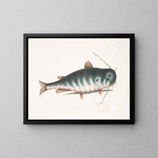 Mark Catesby - Bagre c The CatFish.webp