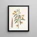 Bignonia Americana - Mark Catesby — ingelijst kunstwerk aan de muur
