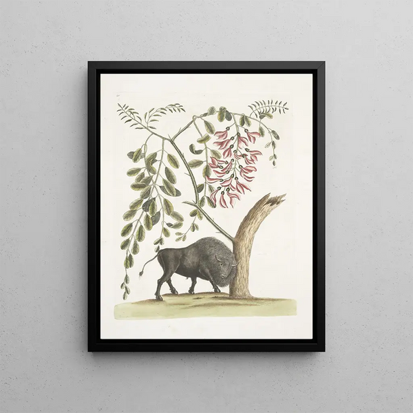 Mark Catesby - Bison Americanus Pseudo Acacia hispida floribus roseis.webp