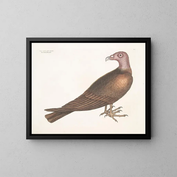 Buse met kop van kalkoen - Mark Catesby — ingelijst kunstwerk aan de muur