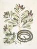 Calyculato c Winters Bark Slender Brown Snake La couleuvre ruban - Mark Catesby — weergave van het kunstwerk