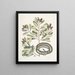 Calyculato c Winters Bark Slender Brown Snake La couleuvre ruban - Mark Catesby — ingelijst kunstwerk aan de muur