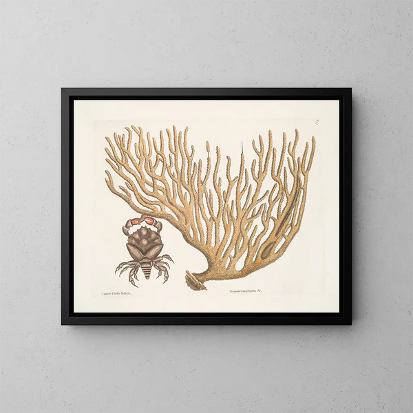 van Cancer chelis rubris, de krab met veerkrachtige scharen - Mark Catesby — ingelijst kunstwerk aan de muur