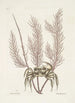 Cancer arenarius Le crabe de sable Lithophyton c - Mark Catesby — weergave van het kunstwerk