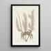 Cancer arenarius Le crabe de sable Lithophyton c - Mark Catesby — ingelijst kunstwerk aan de muur