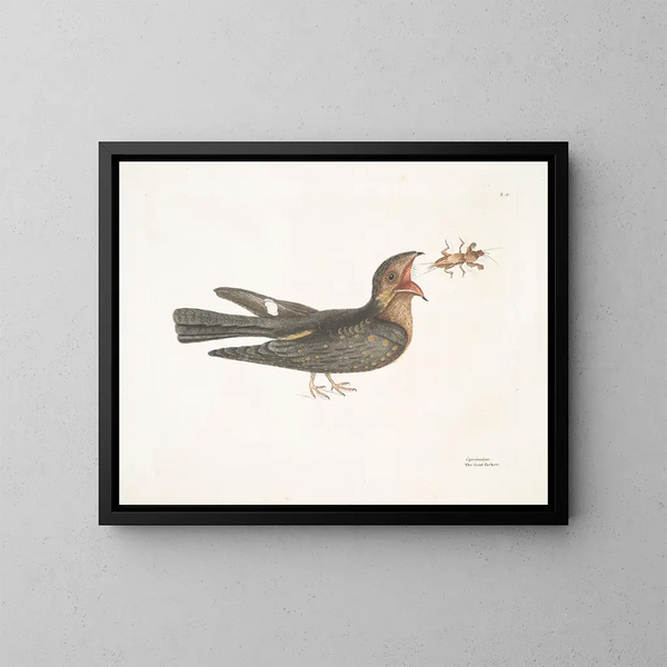 Le Chèvre-Feuille - Mark Catesby — ingelijst kunstwerk aan de muur