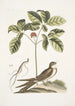 Caprimulgus minor Americanus L'engoulevent Aureliana Canadensis Le ginseng ou ninsin des Chinois - Mark Catesby — weergave van het kunstwerk