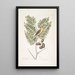Carduelis Americanus De Amerikaanse vink Acacia abruoe foliis c Acacia - Mark Catesby — ingelijst kunstwerk aan de muur