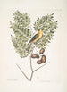 Carduelis Americanus De Amerikaanse vink Acacia abruoe foliis c Acacia - Mark Catesby — weergave van het kunstwerk