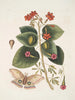 Caryophyllus spurius inodorus c Convolvulus minor Pentaphyllos c Phalna intens De grote vlinder - Mark Catesby — weergave van het kunstwerk