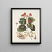 Caryophyllus spurius inodorus c Convolvulus minor Pentaphyllos c Phalna intens De grote vlinder - Mark Catesby — ingelijst kunstwerk aan de muur