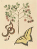 Klauw van de kat Mimosa circinalis - Mark Catesby — weergave van het kunstwerk