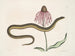 Cécilia Maculata, de glazen slang, chrysantheem - Mark Catesby — weergave van het kunstwerk