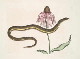 Mark Catesby - Ccilia Maculata The GlassSnake Chrysanthemum.webp