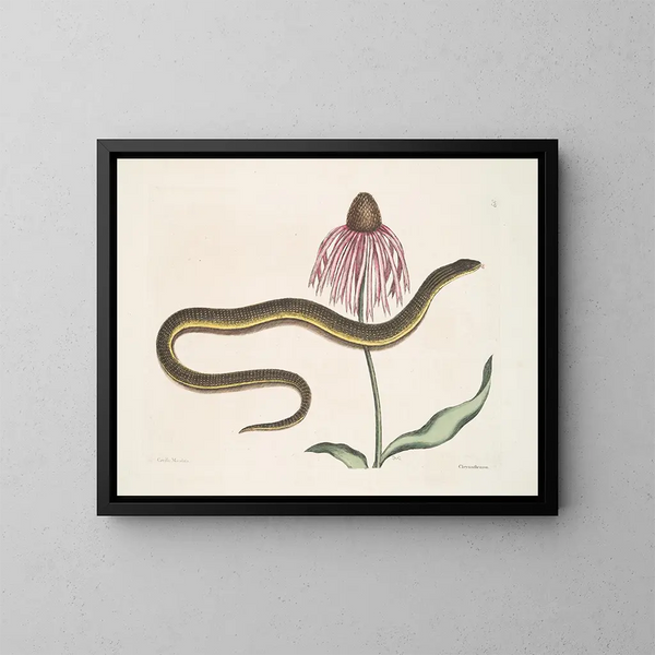 Cécilia Maculata, de glazen slang, chrysantheem - Mark Catesby — ingelijst kunstwerk aan de muur