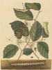 duizendpoot Scolopendra morsitans - Mark Catesby — weergave van het kunstwerk