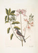Cistus flore Periclymini De opgerichte kamperfoelie Parus cristatus De kuifmees - Mark Catesby — weergave van het kunstwerk