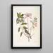 Cistus flore Periclymini De opgerichte kamperfoelie Parus cristatus De kuifmees - Mark Catesby — ingelijst kunstwerk aan de muur