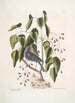 Coccothraustes purpurea Le gros-bec pourpré Toxicodendron foliis alatis c Het giftige hout - Mark Catesby — weergave van het kunstwerk