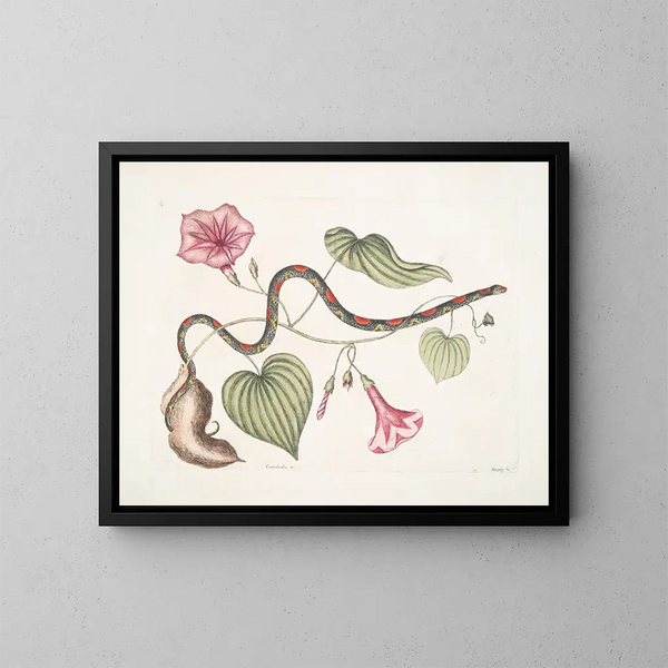 Convolvulus c. De virginia aardappel Anguis c. De parelslang - Mark Catesby — ingelijst kunstwerk aan de muur