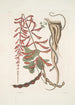 Corallodendron c Anguis minor fuscus maculatus De kleine parelende bruine slang - Mark Catesby — weergave van het kunstwerk