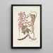 Corallodendron c Anguis minor fuscus maculatus De kleine parelende bruine slang - Mark Catesby — ingelijst kunstwerk aan de muur