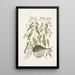 Cornus c Phaseolus c Orbis lvis variegatus De puffervis - Mark Catesby — ingelijst kunstwerk aan de muur