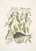 Cornus c Phaseolus c Orbis lvis variegatus De puffervis - Mark Catesby — weergave van het kunstwerk