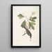 Cornus mas Odorata Sassafras Muscicapa Corona rubra Le tyran - Mark Catesby — ingelijst kunstwerk aan de muur