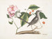 Cornus mascula en Virginiaanse krentenboom, de krentenboom en de merel - Mark Catesby — weergave van het kunstwerk