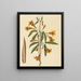 Bignonia capreolata - Mark Catesby — ingelijst kunstwerk aan de muur