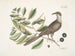Hallo van Caroline - Mark Catesby — weergave van het kunstwerk