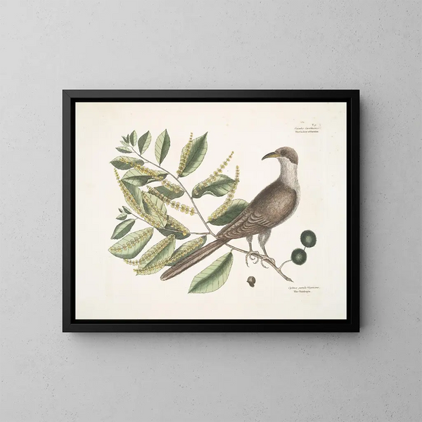 Hallo van Caroline - Mark Catesby — ingelijst kunstwerk aan de muur