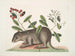 Cuniculus bahamensis, de Bahama-coney - Mark Catesby — weergave van het kunstwerk