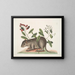 Cuniculus bahamensis, de Bahama-coney - Mark Catesby — ingelijst kunstwerk aan de muur