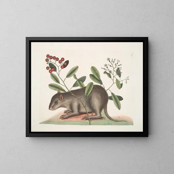Cuniculus bahamensis, de Bahama-coney - Mark Catesby — ingelijst kunstwerk aan de muur