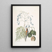 Fringilla Bahamiensis Le pinson des Bahamas Bignonia flore coeruleo Le gaïac à larges feuilles à fleurs bleues - Mark Catesby — ingelijst kunstwerk aan de muur