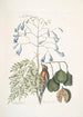 Fringilla Bahamiensis Le pinson des Bahamas Bignonia flore coeruleo Le gaïac à larges feuilles à fleurs bleues - Mark Catesby — weergave van het kunstwerk